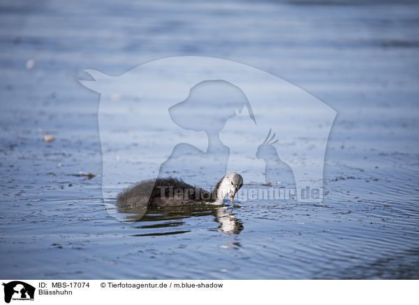 Blsshuhn / Eurasian black coot / MBS-17074