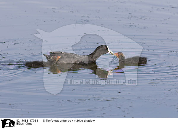 Blsshhner / Eurasian black coots / MBS-17081