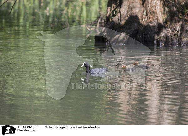 Blsshhner / Eurasian black coots / MBS-17086