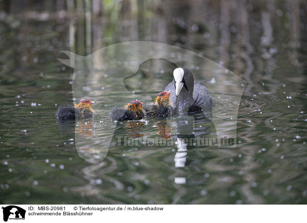 schwimmende Blsshhner / swimming Eurasian black coots / MBS-20981