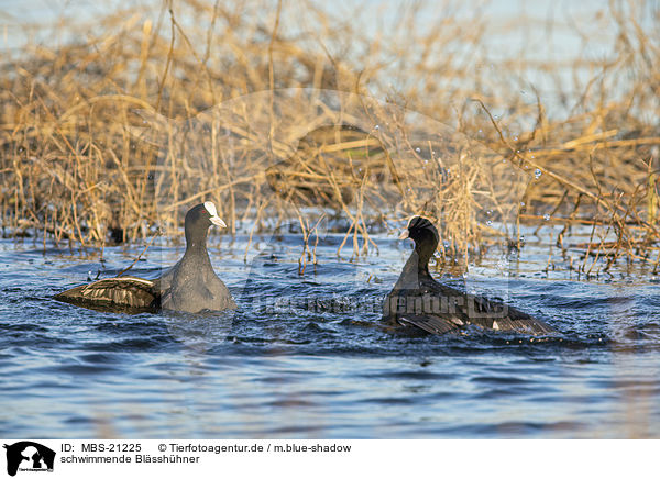 schwimmende Blsshhner / swimming Eurasian black coots / MBS-21225