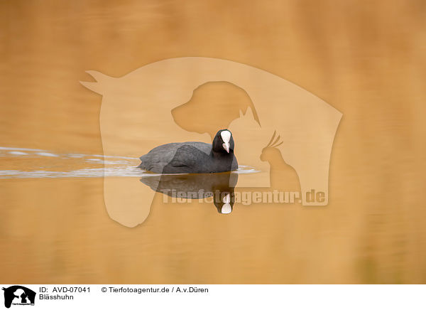 Blsshuhn / black coot / AVD-07041