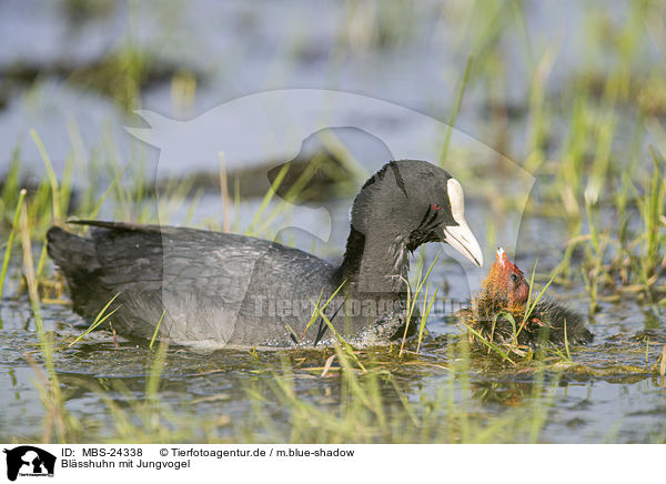 Blsshuhn mit Jungvogel / black coot with young bird / MBS-24338
