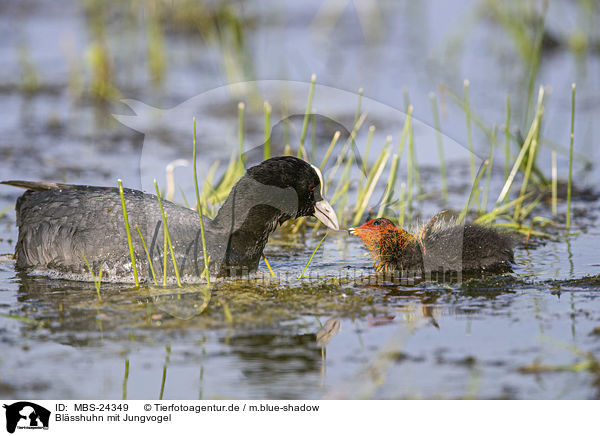 Blsshuhn mit Jungvogel / black coot with young bird / MBS-24349