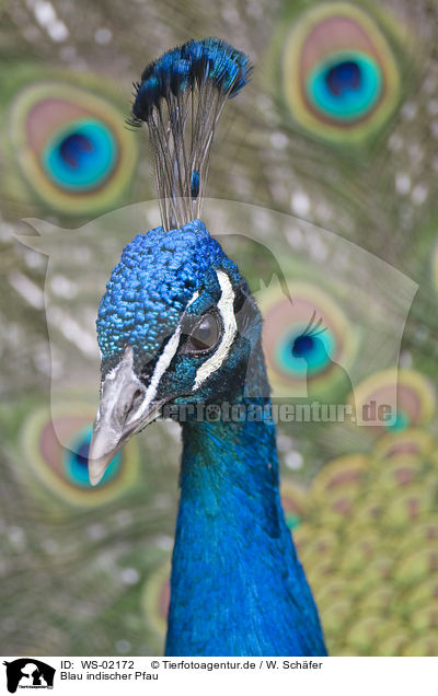 Blau indischer Pfau / peacock / WS-02172