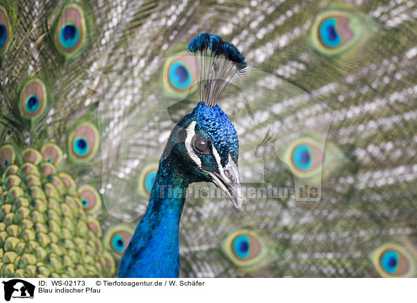 Blau indischer Pfau / peacock / WS-02173