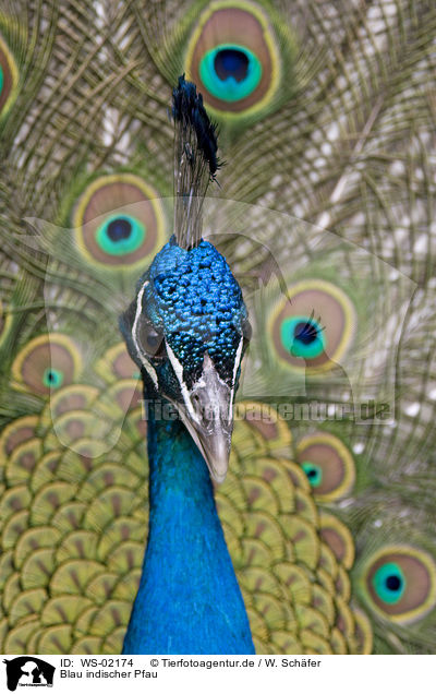 Blau indischer Pfau / peacock / WS-02174