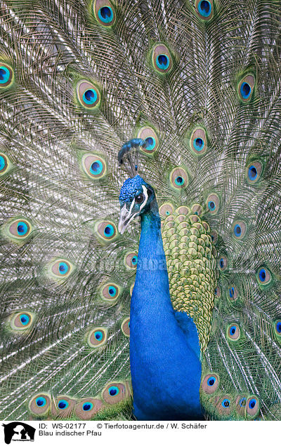Blau indischer Pfau / peacock / WS-02177