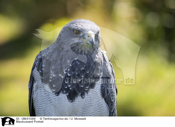 Blaubussard Portrait / Black-chested Buzzard portrait / UM-01089