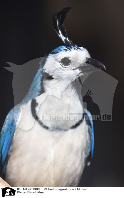 Blauer Elsterhher / White-throated Magpie-Jay / MAZ-01980