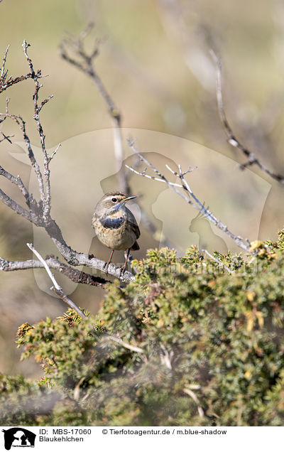 Blaukehlchen / bluethroat / MBS-17060