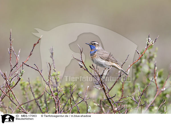 Blaukehlchen / MBS-17063