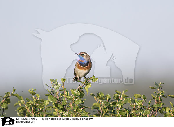 Blaukehlchen / bluethroat / MBS-17068