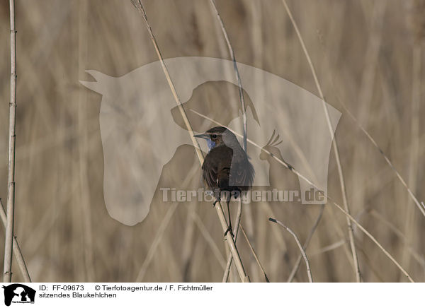 sitzendes Blaukehlchen / sitting Bluethroat / FF-09673