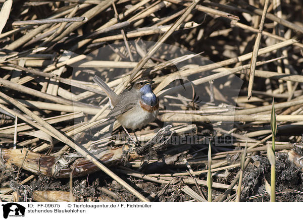 stehendes Blaukehlchen / standing Bluethroat / FF-09675