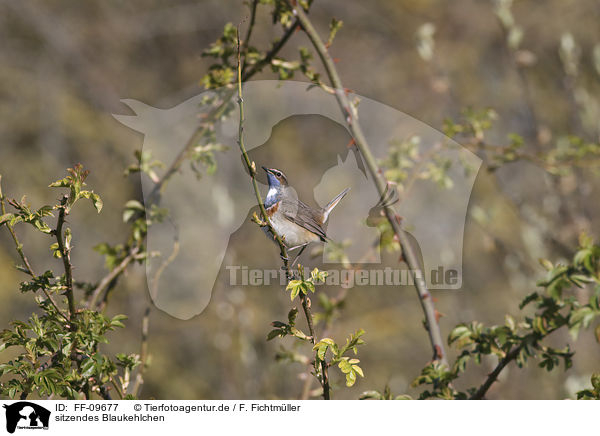 sitzendes Blaukehlchen / sitting Bluethroat / FF-09677