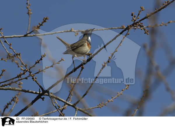 sitzendes Blaukehlchen / sitting Bluethroat / FF-09680