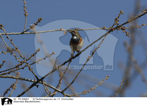 sitzendes Blaukehlchen / sitting Bluethroat / FF-09681