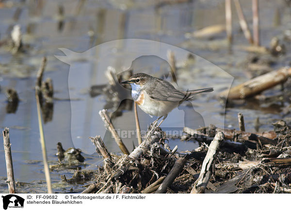 stehendes Blaukehlchen / standing Bluethroat / FF-09682