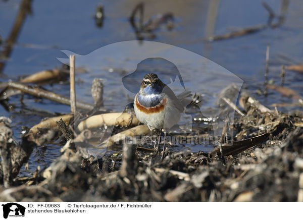 stehendes Blaukehlchen / standing Bluethroat / FF-09683