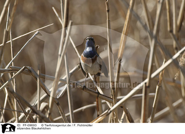 sitzendes Blaukehlchen / sitting Bluethroat / FF-09693