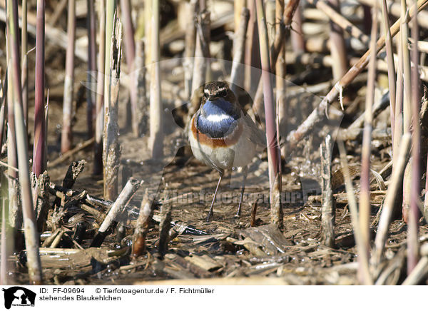 stehendes Blaukehlchen / standing Bluethroat / FF-09694