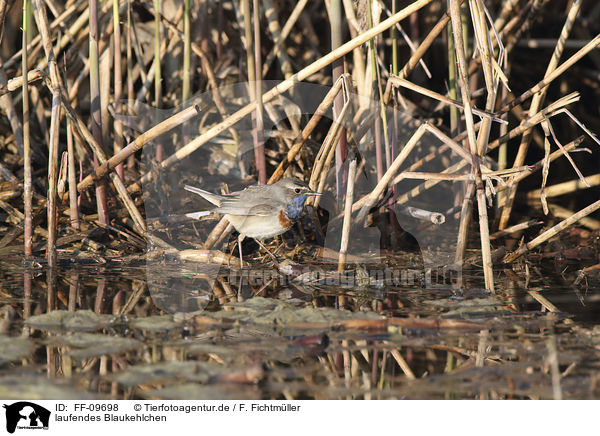 laufendes Blaukehlchen / walking Bluethroat / FF-09698