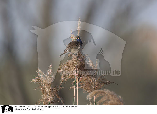 sitzendes Blaukehlchen / sitting Bluethroat / FF-09700