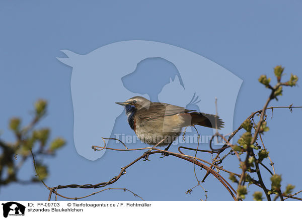 sitzendes Blaukehlchen / sitting Bluethroat / FF-09703