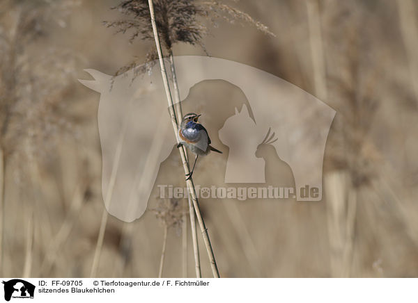 sitzendes Blaukehlchen / FF-09705