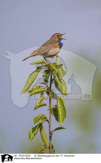 sitzendes Blaukehlchen / sitting Bluethroat / FH-01553