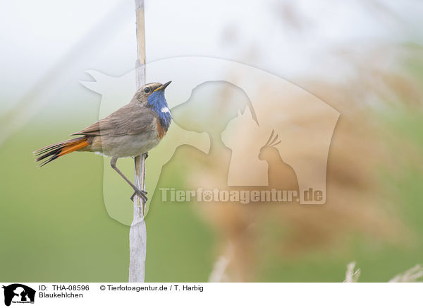 Blaukehlchen / bluethroat / THA-08596