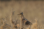 sitzendes Blaukehlchen