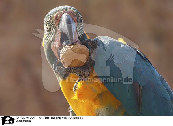 Blaulatzara / Wagler's macaw / UB-01004