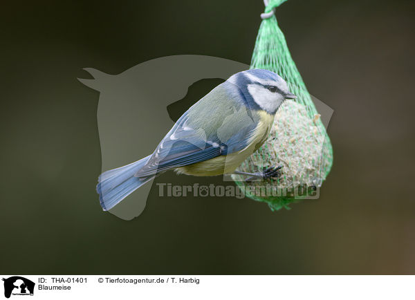 Blaumeise / blue tit / THA-01401