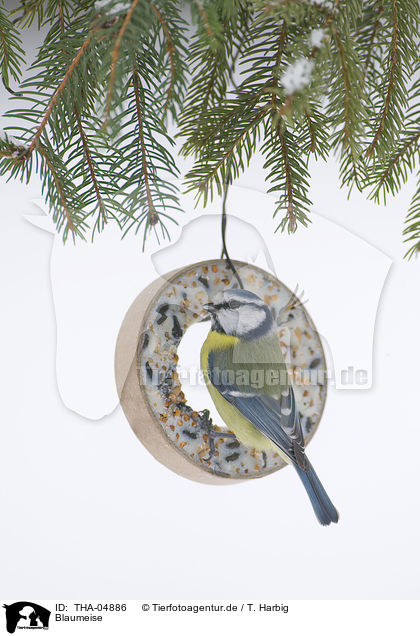 Blaumeise / bluetit / THA-04886