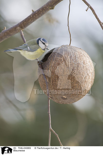 Blaumeise / bluetit / THA-04889