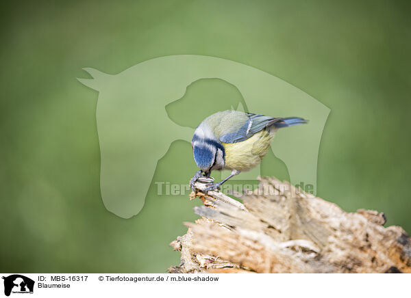 Blaumeise / bluetit / MBS-16317