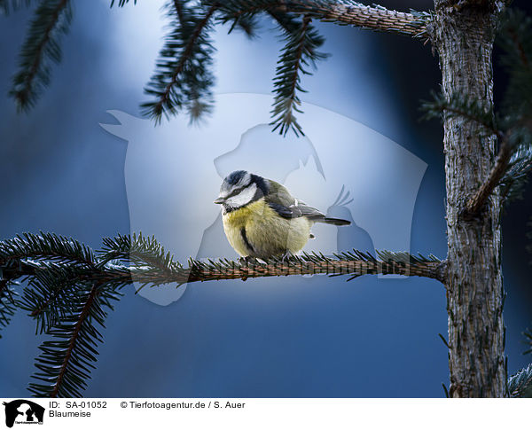 Blaumeise / Bluetit / SA-01052