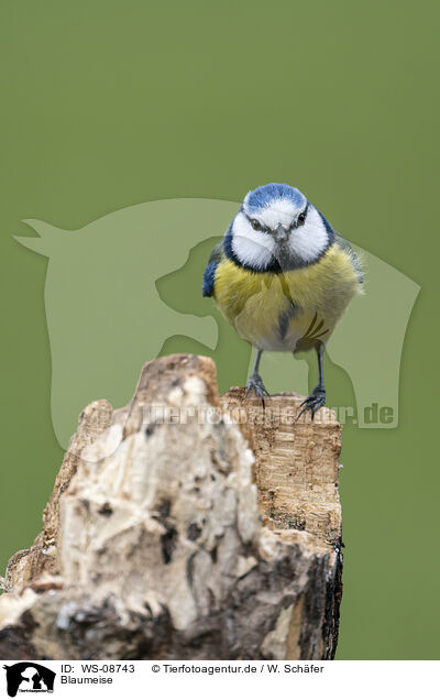 Blaumeise / blue tit / WS-08743