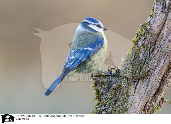 Blaumeise / blue tit / WS-08748