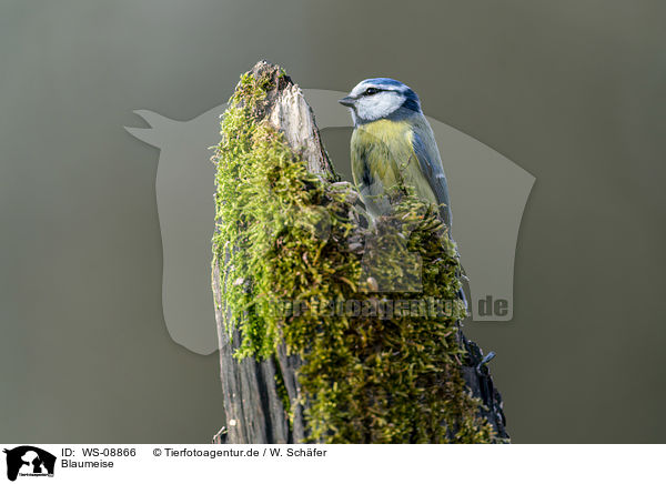 Blaumeise / Bluetit / WS-08866