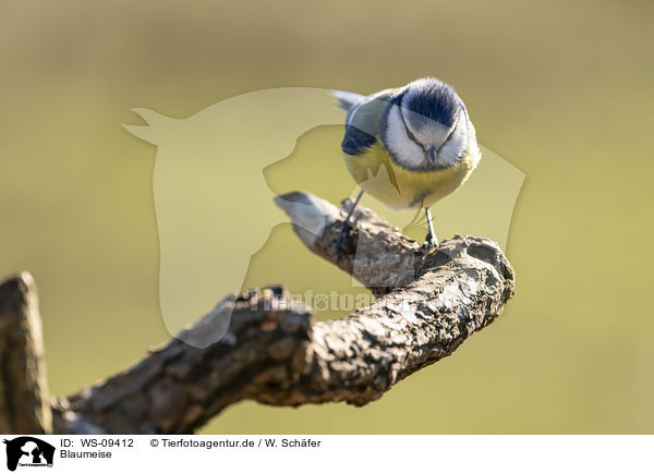 Blaumeise / bluetit / WS-09412