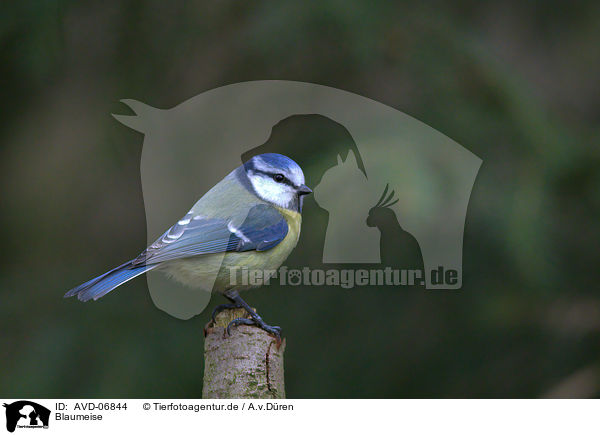 Blaumeise / bluetit / AVD-06844