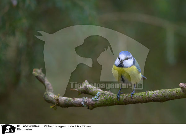 Blaumeise / bluetit / AVD-06849