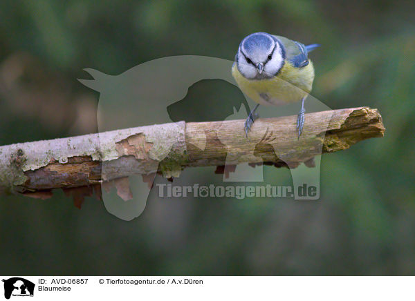 Blaumeise / bluetit / AVD-06857