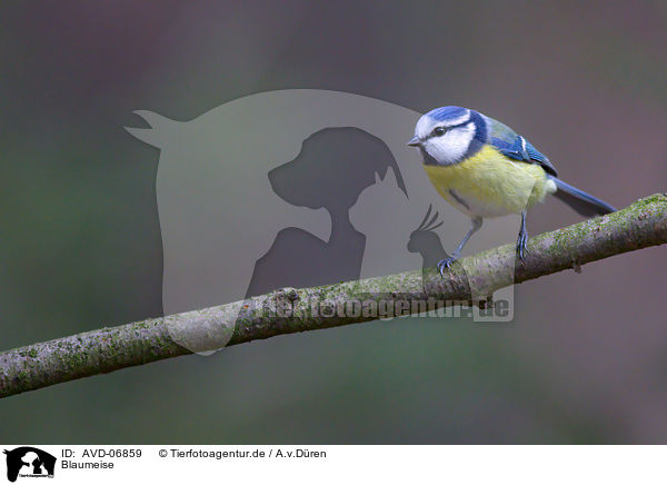 Blaumeise / bluetit / AVD-06859