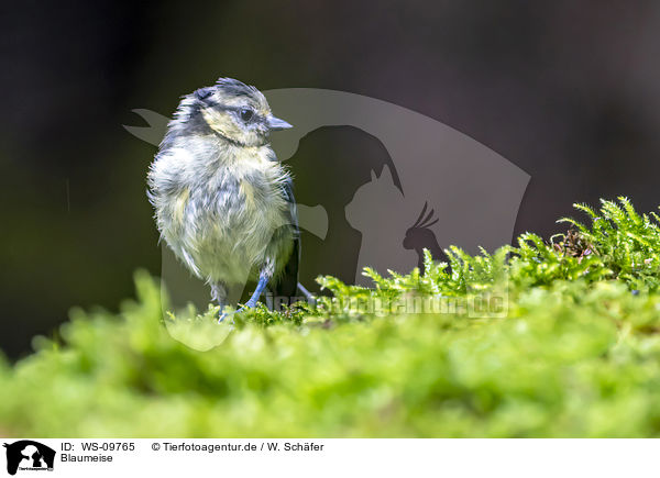 Blaumeise / bluetit / WS-09765