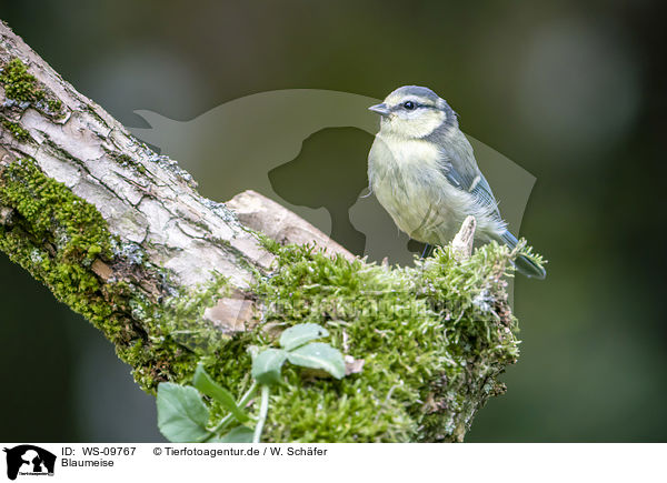 Blaumeise / bluetit / WS-09767