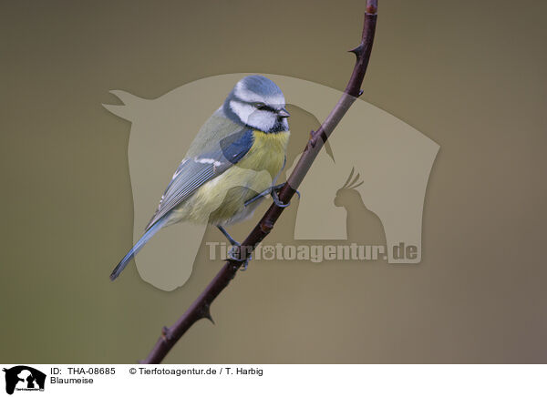 Blaumeise / blue tit / THA-08685